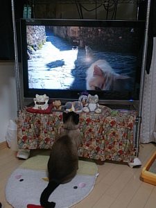 猫TV