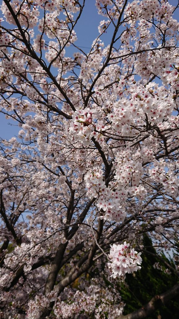 ☆桜祭り☆