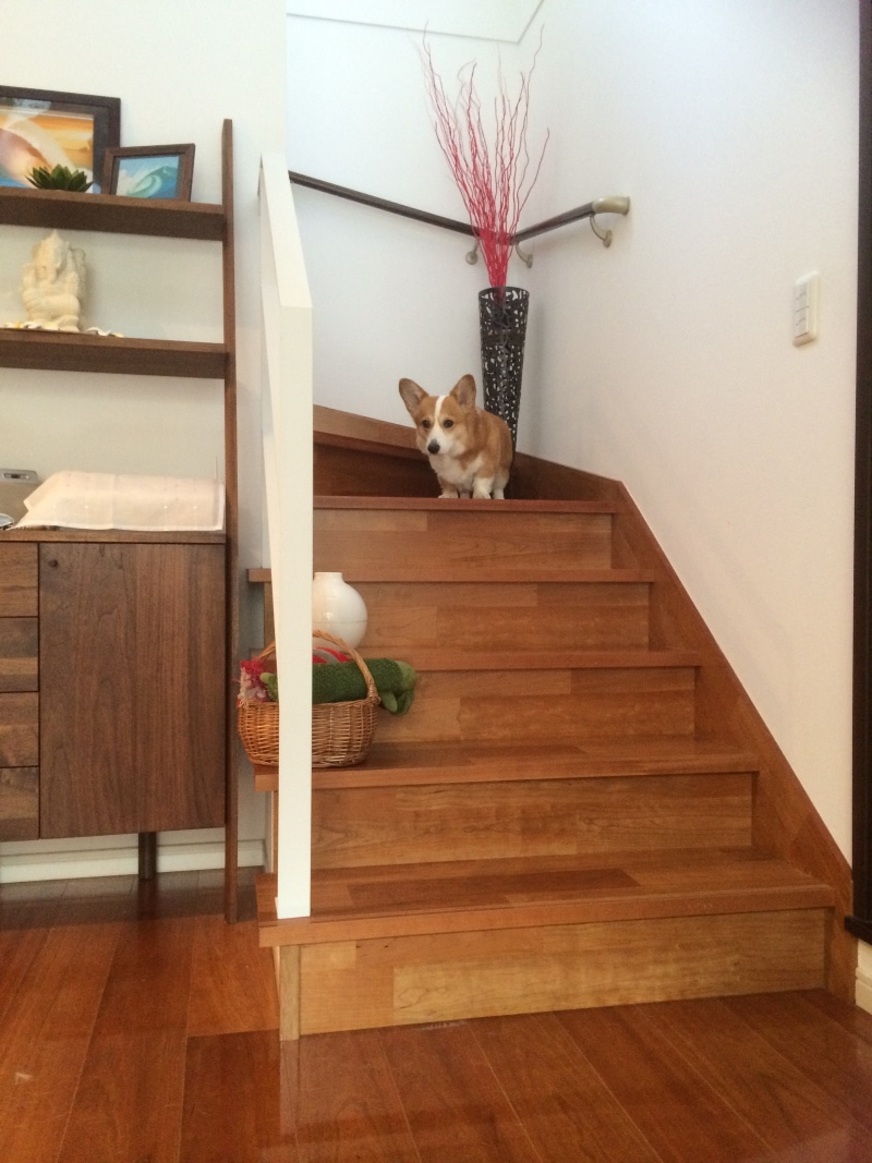 リビング階段で遭難する犬