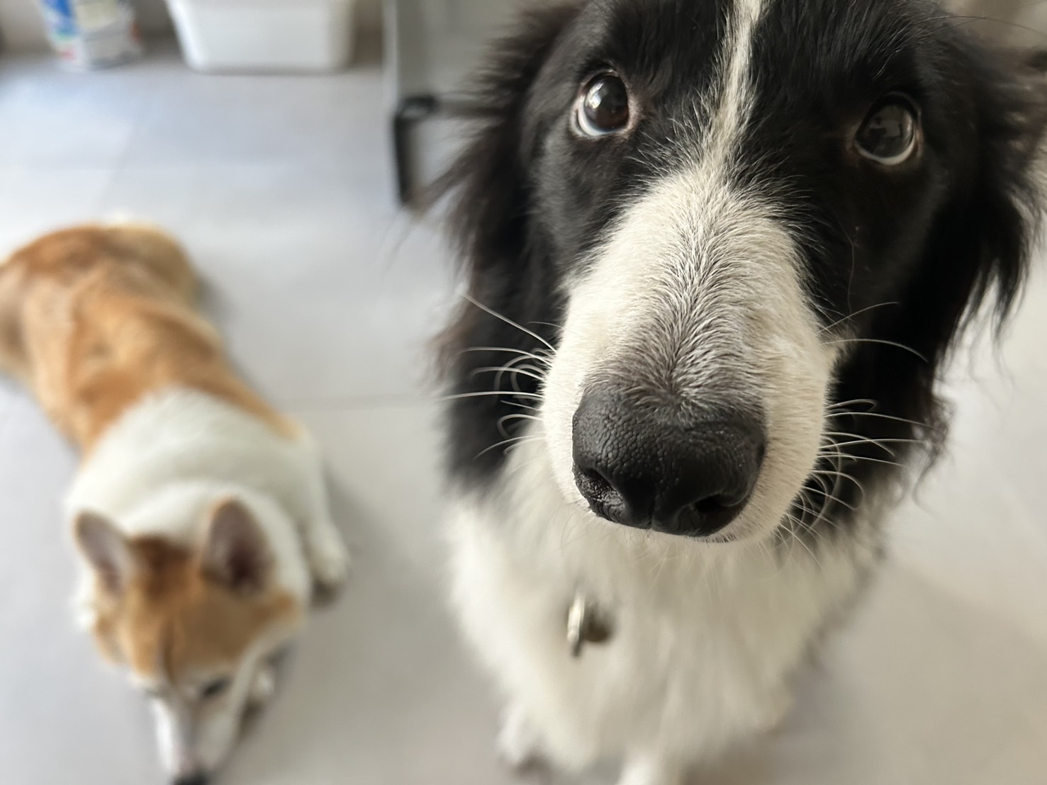 暑い日と犬